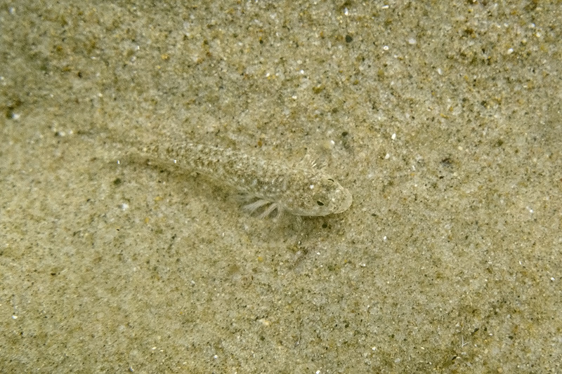 Follonica: Pomatoschistus marmoratus e Gobius niger